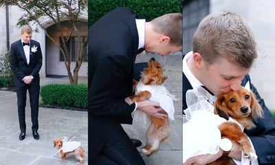 Noivo é surpreendido com cachorra em dia do casamento e reação viraliza
