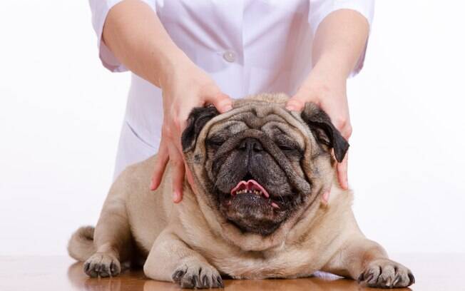 A massagem em cachorro melhora o bem estar e o saúde dos animais 