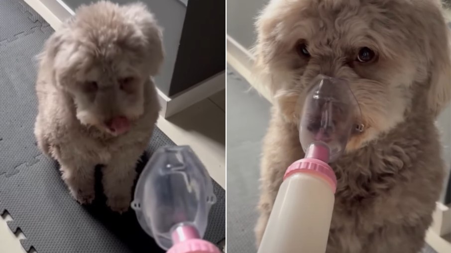 Cachorrinha surpreende ao pedir bombinha para tratar bronquite