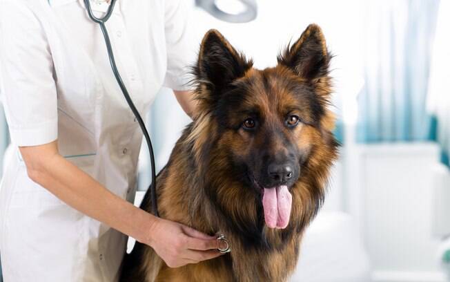 Antes de realizar a endoscopia em cães, o médico pedirá vários exames para descobrir se o cão está apto para passar pelo procedimento, afinal será necessário sedá-lo