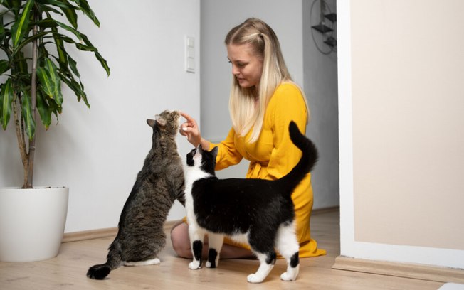 7 vantagens de ter mais de um gato em casa