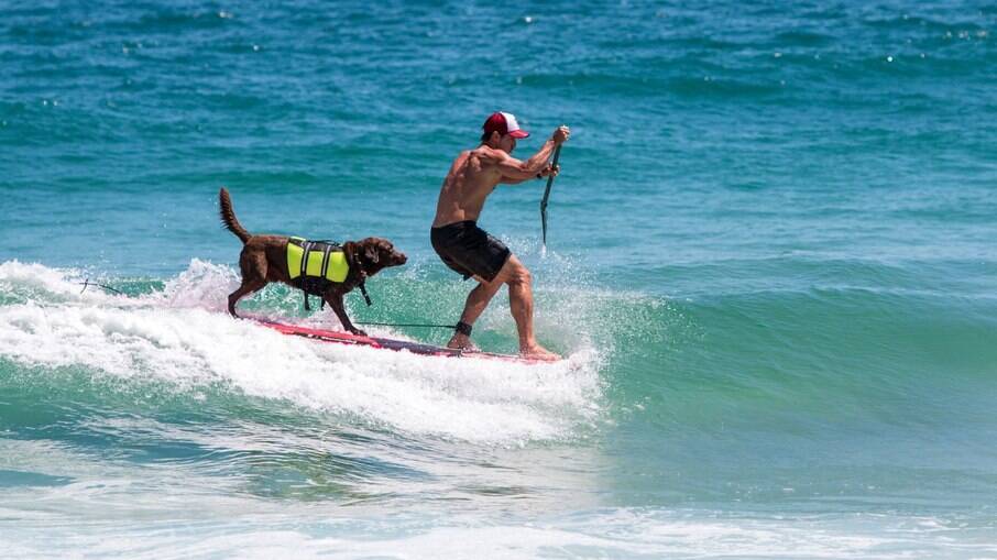 Bono detém um recorde no Guinness Book: a onda mais longa já surfada por uma dupla cachorro e humano. 