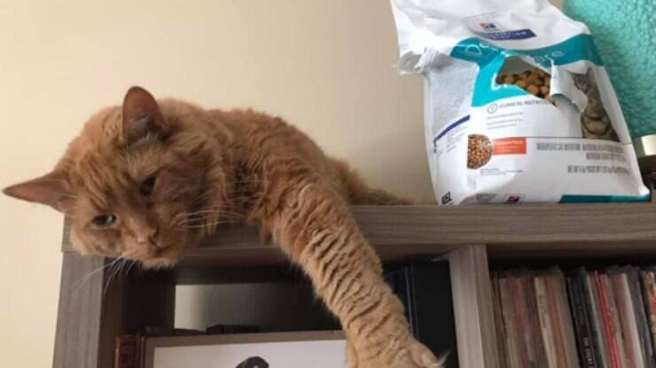 Gato gordo não aguenta jejum e apronta com a comida de sua irmã