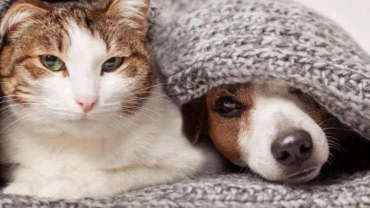 Frio%20exige%20aten%C3%A7%C3%A3o%20redobrada%20com%20a%20sa%C3%BAde%20dos%20pets