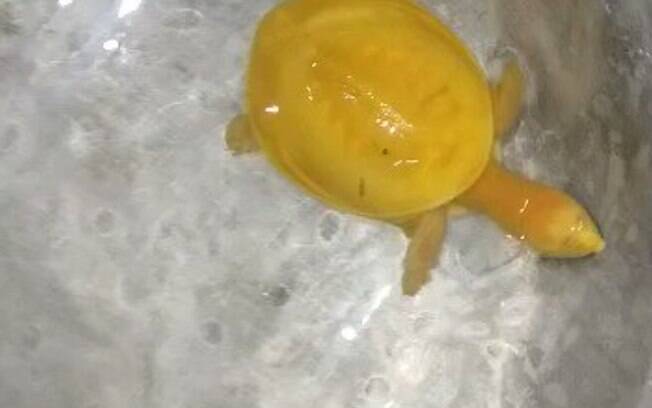 Tartaruga amarela