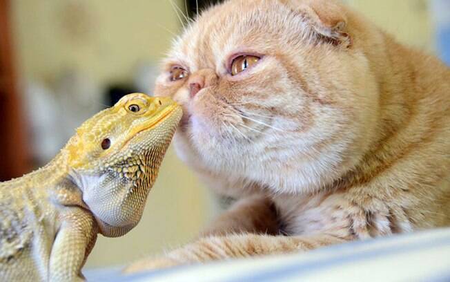 Animais bem diferentes desenvolvem amizade e surpreendem a todos