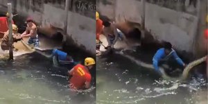 Sucuri gigante de 5 metros é encontrada em resort, em Goiás