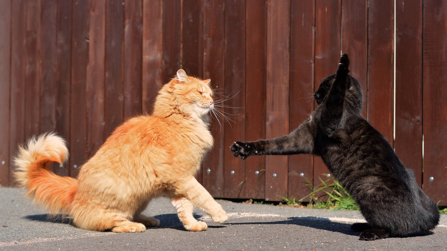 Observando sinais simples, é possível saber se os pets estão brincando ou brigando
