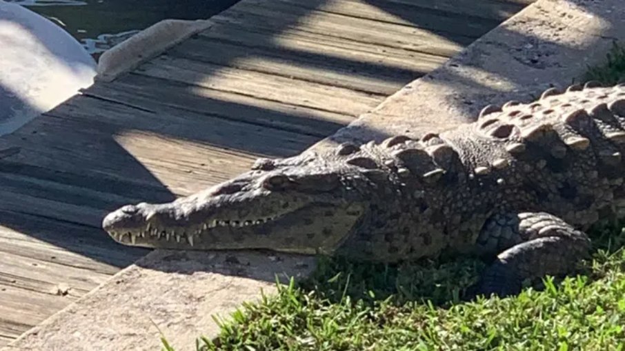 Crocodilo tem feito sucesso em cidade dos Estados Unidos