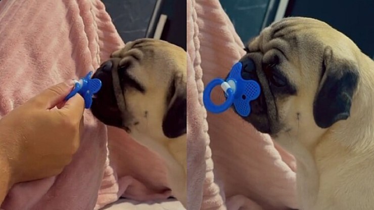 Cão pug fica apaixonado por chupeta; entenda se item é permitido