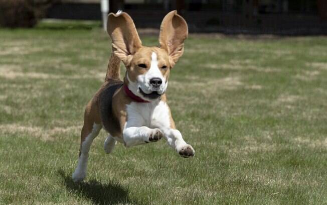 Simpáticos e muito alegres, os Beagles adoram explorar o ambiente e seguir trilas