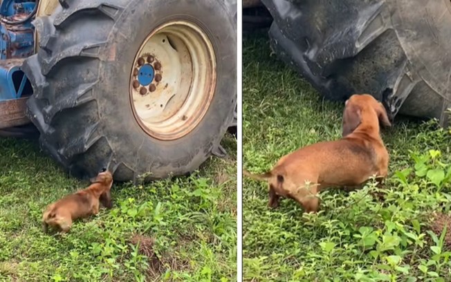 Cuidado, cão bravo! Mini salsicha encara pneu gigante de trator 9k909tm4s4k3wupqgozh1a9ol