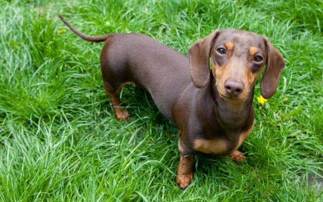 O Dachshund é um baixinho muito companheiro 