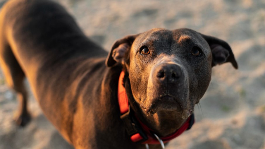 Cachorro já tinha sido denunciado por vizinhos. Cachorro já tinha sido denunciado por vizinhos.