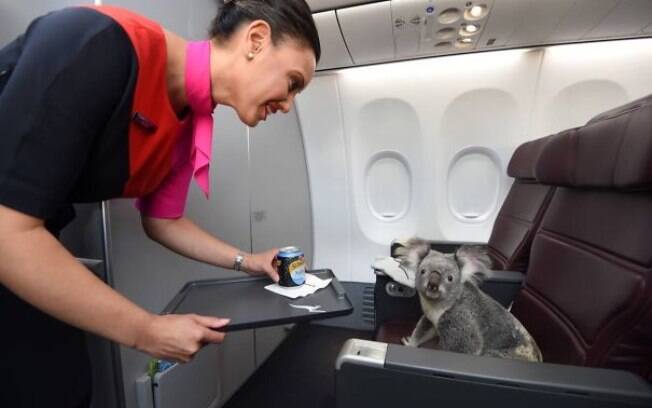 Animais são flagrados em fotos bem engraçadas durante viagem de avião