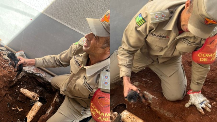 Filhote é Resgatado de Tubulação de Esgoto em Aparecida de Goiânia Filhote é Resgatado de Tubulação de Esgoto em Aparecida de Goiânia