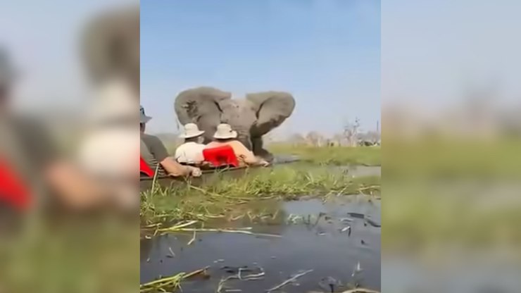 Elefante ataca safari e derruba turistas em água