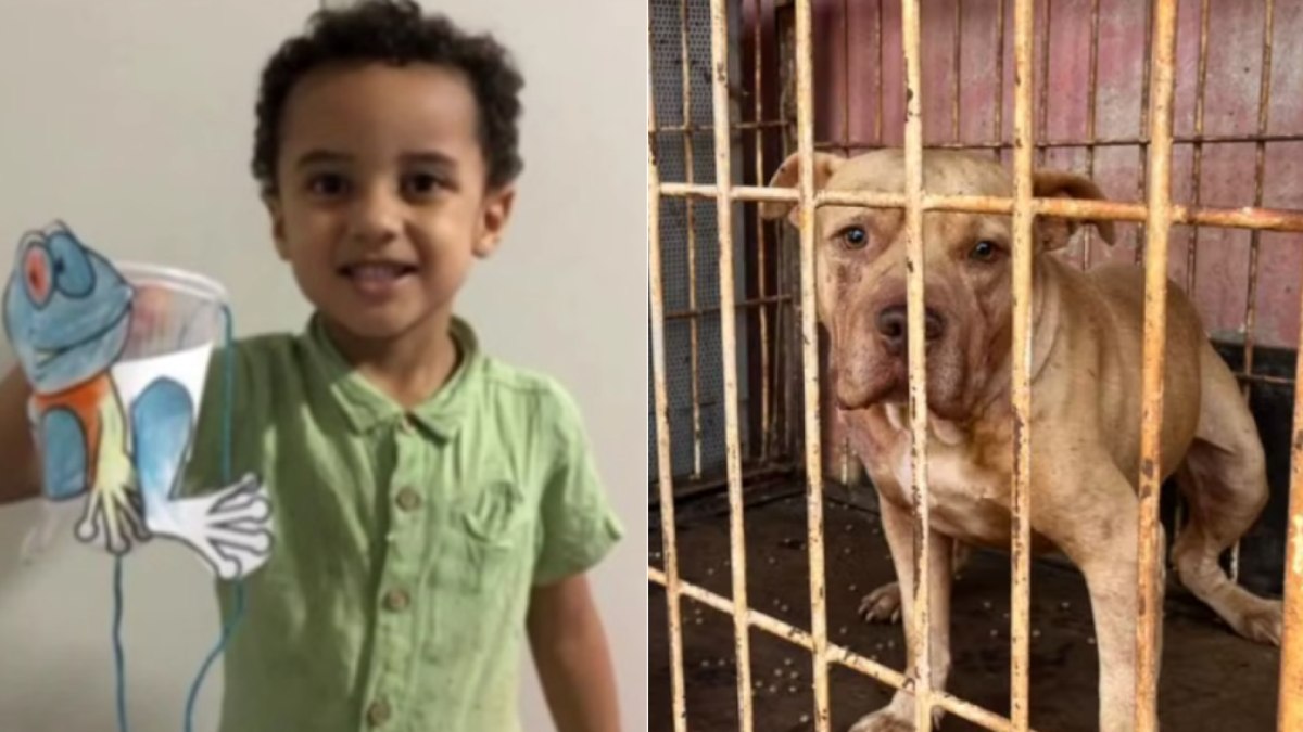 Criança de 4 anos morre após ser atacada por pitbull em Goiás