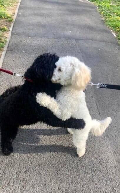 cães irmãos trocam abraços em reencontro fofo