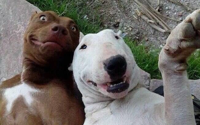Esses bichinhos tirando selfies são muito engraçados