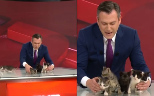 Gata invade estúdio com filhotes e apresentador os exibe ao vivo
