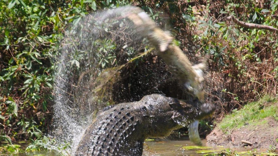 Crocodilo abocanhando o crocodilo menor