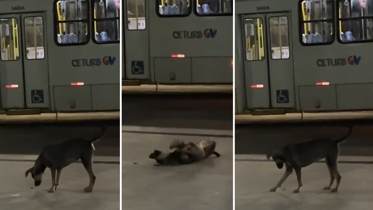 Cachorrinha brincando com uma barata em um terminal de ônibus em Vila Velha, Espírito Santo 