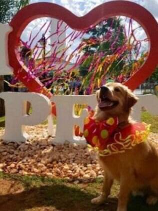 cachorro fantasiado de carnaval 