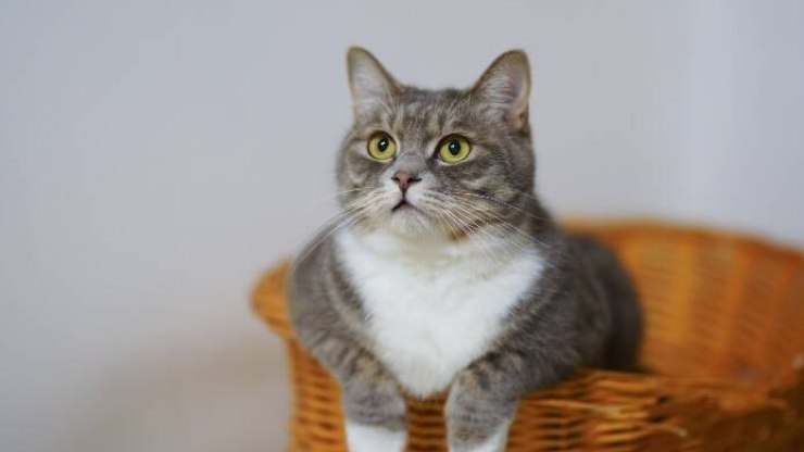 Estresse em pets: conheça os sinais, e as causas e o que fazer