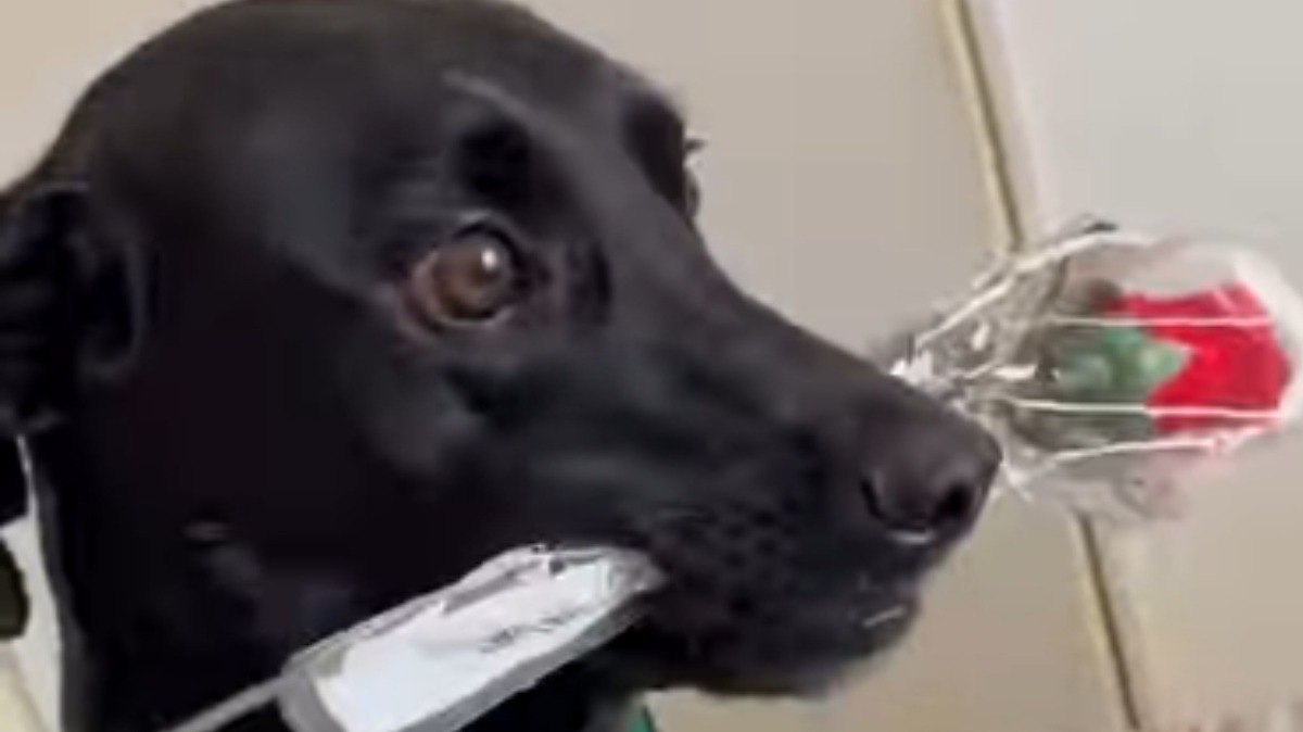 Cachorro rouba rosas e tenta disfarçar a travessura