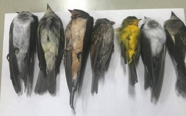 Cerca de 300 aves foram encontradas mortas