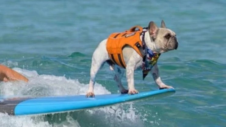 Conheça Dale, o cão que surfou em "Lilo & Stitch"