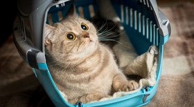 8 dicas para escolher a caixa de transporte