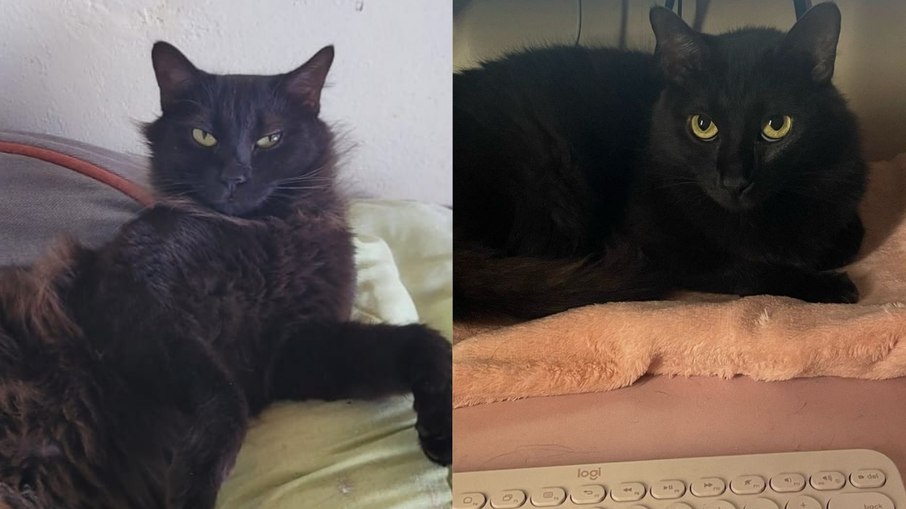 Gatos ariscos? Socialização muda comportamento Gatos ariscos? Socialização muda comportamento