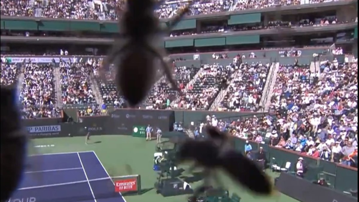 Abelhas invadem partida de tênis em Indian Wells