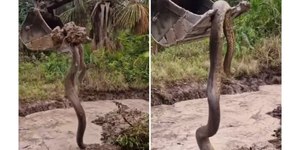 VÍDEO: cobra gigantesca é encontrada durante escavação