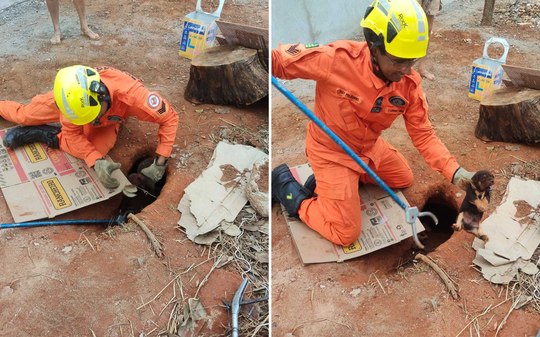 Bombeiros resgatam cinco filhotes de cachorro presos em buraco