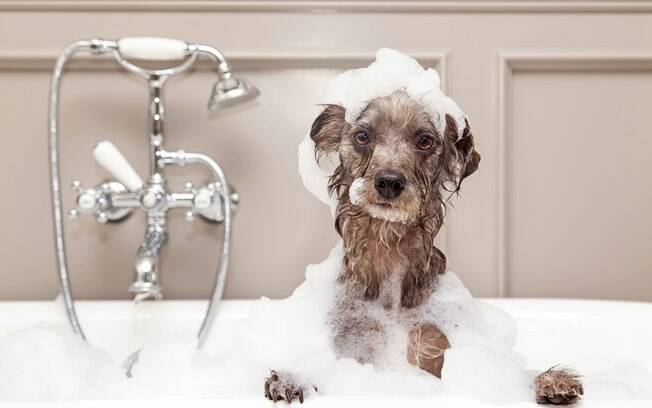 O banho está entre os cuidados com a pele do cachorro 