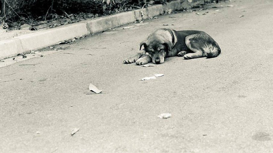 No mundo, há 143 milhões de cães e 203 milhões de gatos em situação de rua. No mundo, há 143 milhões de cães e 203 milhões de gatos em situação de rua.
