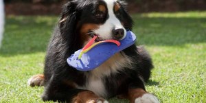 Adestrador ensina como retirar objetos da boca de um cachorro