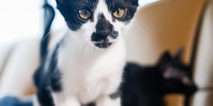 9 cuidados importantes e comumente esquecidos com filhotes de gatos