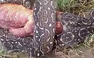 Cobra é flagrada estrangulando e comendo iguana na Argentina; assista 