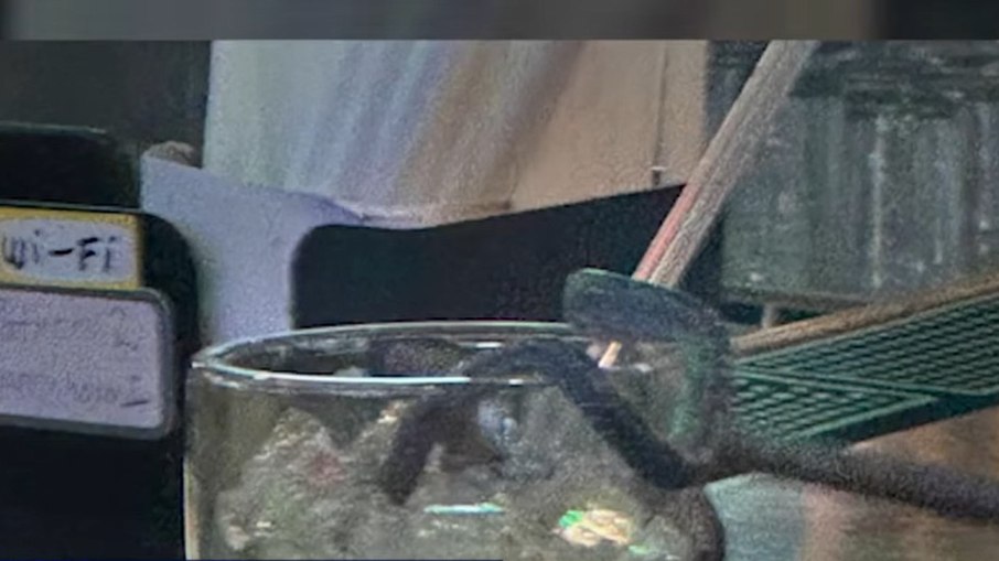 VÍDEO: cobra despenca do teto de restaurante e cai em drink VÍDEO: cobra despenca do teto de restaurante e cai em drink
