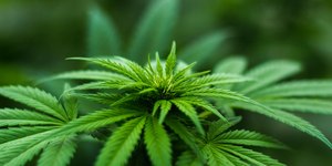 Anvisa pode permitir venda de medicamentos à base de Cannabis