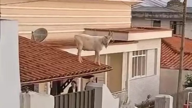 Bode é resgatado do telhado de casa em MG