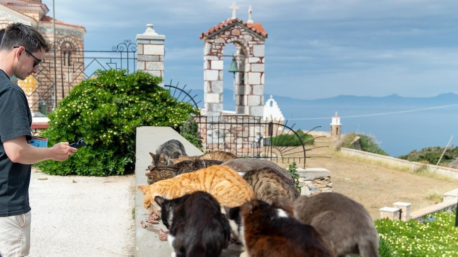 Voluntário ajudando a cuidar dos felinos em Syrus, na Grécia Voluntário ajudando a cuidar dos felinos em Syrus, na Grécia