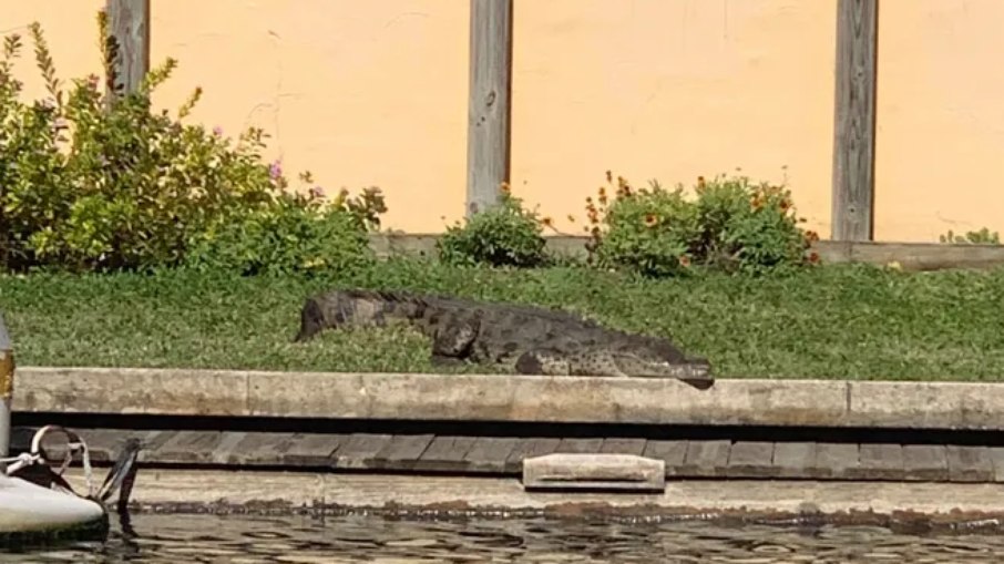 Crocodilo foi capturado