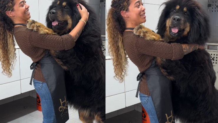 Mulher viraliza ao mostrar desafios de  banho em cachorro gigante