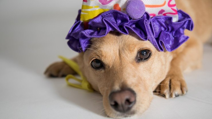 5 perigos para pets nos bloquinhos de carnaval