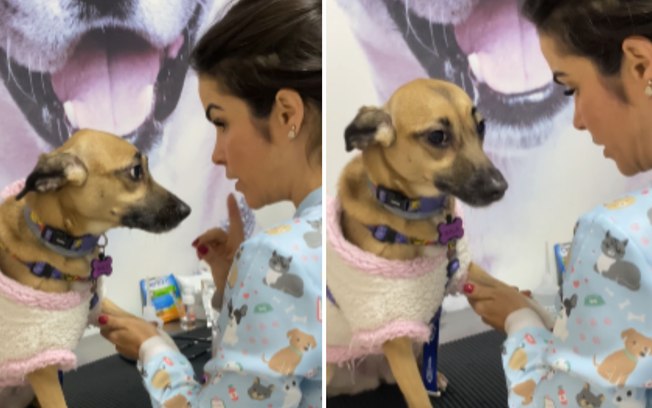 <div>Cachorrinha faz "drama" antes mesmo da coleta de sangue começar</div> 9nh8va0tqts5w7nwjnibzvk9b